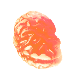 brain-jelly